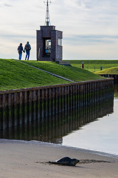Ein sonniger Herbsttag im Nordseeheilbad Dangast mit Seehund