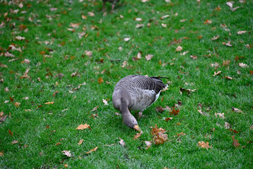 Graylag Goose walking around in Hamburg Park. Foggy Weather. Planten un Blomen. Hamburg, Germany.