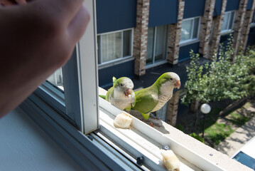 Person feeding green parrots with a strawberry on the window
