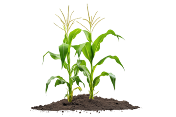 Young Maize Plants in Soil Farm Illustration Isolated on Transparent Background
