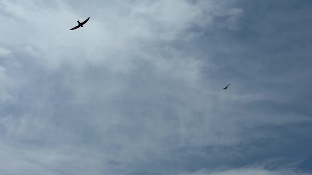 Flock of swifts birds flying across the sky.