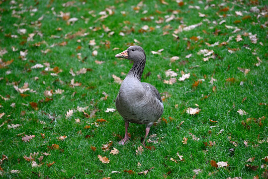 Graylag Goose walking around in Hamburg Park. Foggy Weather. Planten un Blomen. Hamburg, Germany.