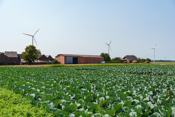 Wind turbines spinning behind farmhouses and lush cabbage fields in the sun