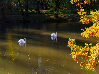 Beautiful white swans in the park against the backdrop of oak branches in autumn