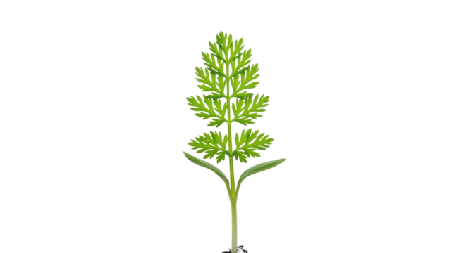 Green Carrot Seedling with Fern-like Leaves b06633a3 isolated on a transparent background