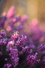 Erica pink flowers blooming closeup, erica flowers on bokeh background. Erica flower macro.
