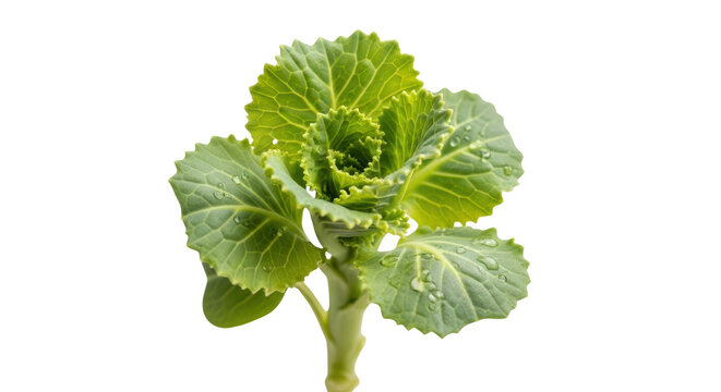 Green Kale Plant with Water Droplets cabbage vegetable isolated on a transparent background