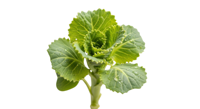 Green Kale Plant with Water Droplets cabbage vegetable isolated on a transparent background