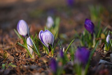 Blooming violet crocuses in spring garden. Flowers closeup on bokeh background, selective focus.
