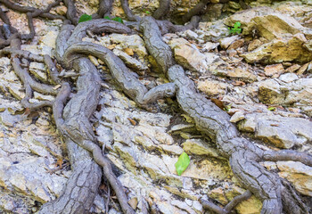 The structure of natural rock formations in a mountainous area is suitable for background screensavers and design works .