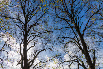 Fototapeta premium Tall bare trees with thin branches reaching into the blue sky in the Netherlands. The photo captures autumn atmosphere with scattered white clouds and daylight, symbolizing calm transition to winter