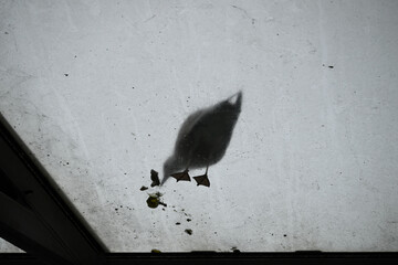 Obraz premium Posing Seagull at Hamburg Harbor on a foggy day. Showing and presenting. Shouting. Looking at camera.