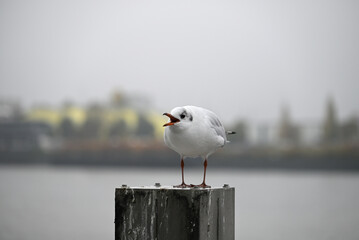 Obraz premium Posing Seagull at Hamburg Harbor on a foggy day. Showing and presenting. Shouting. Looking at camera.
