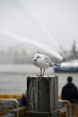 Obraz premium Posing Seagull at Hamburg Harbor on a foggy day. Showing and presenting. Shouting. Looking at camera.
