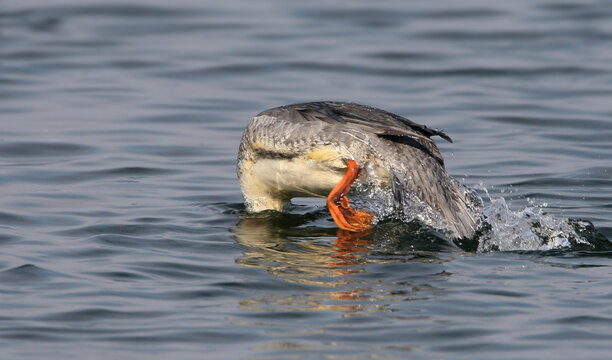 A female common merganser (Mergus merganser) dives for fish in the water of an estuary.