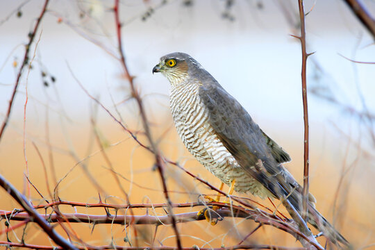 A female Eurasian sparrowhawk (Accipiter nisus) perched on a bush of narrow-leaved oleaster against a blurred background