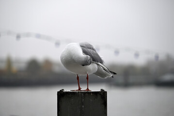 Obraz premium Posing Seagull at Hamburg Harbor on a foggy day. Showing and presenting. Shouting. Looking at camera.