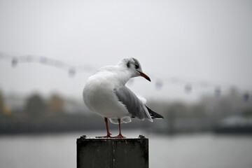 Obraz premium Posing Seagull at Hamburg Harbor on a foggy day. Showing and presenting. Shouting. Looking at camera.
