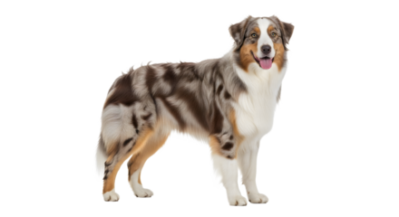 Australian Shepherd dog standing a beautiful merle coated breed isolated on white background