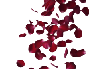 Falling red rose petals