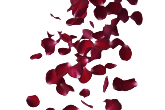 Falling red rose petals