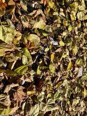 autumn leaves background