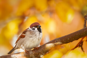 House sparrow standing on a tree.