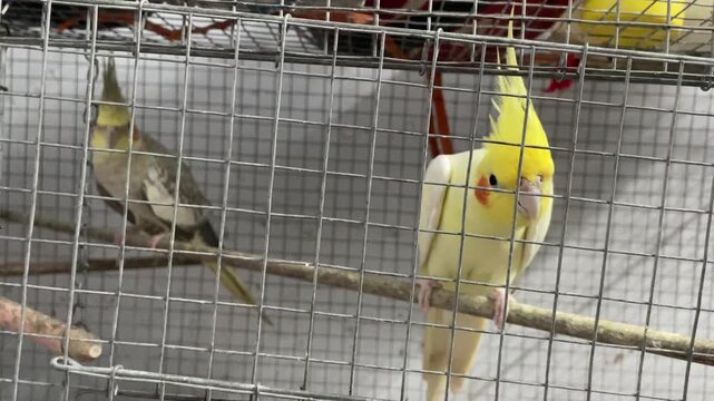 A beautiful pet cockatiel playing in the cage. 