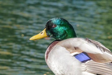 Obraz premium Mallard duck standing next to a pond