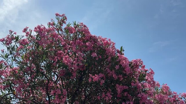 Pink blooming oleander nerium shrub.
