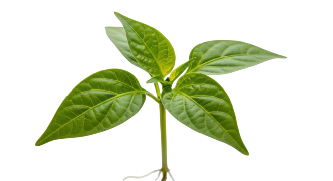 Young Green Pepper Plant Sprout with Roots seedling isolated on a transparent background