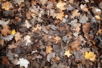 fallen autumn leaves