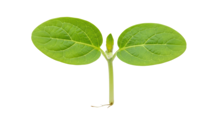Young green seedling with two leaves isolated on a transparent background
