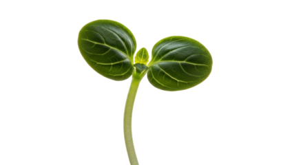 Young Green Sprout with Two Leaves seedling plant isolated on a transparent background