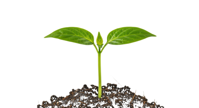 Young Green Plant Sprouting from Soil seedling growth isolated on a transparent background