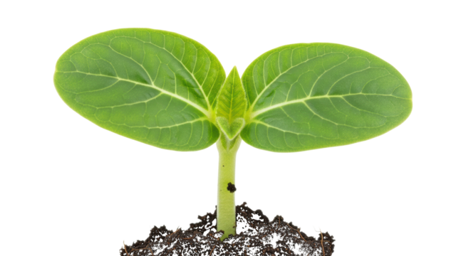 Young Green Sprout Emerging from Dark Soil seedling isolated on a transparent background