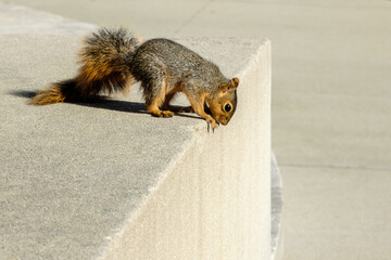 A squirrel looks down over a cement wall in an urban setting
