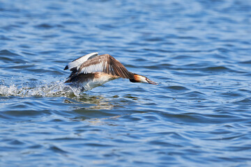Great crested grebe bird running on water ( Podiceps cristatus ).