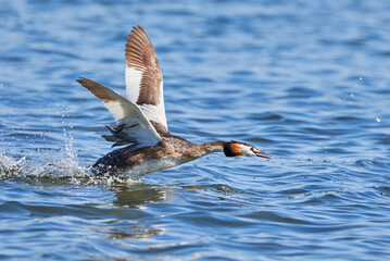 Great crested grebe bird running on water ( Podiceps cristatus ).