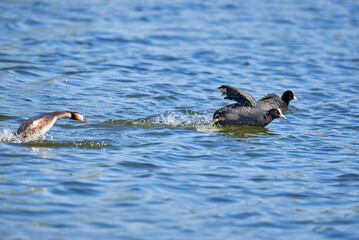 Great crested grebe chasing common coot bird ( Podiceps cristatus ).