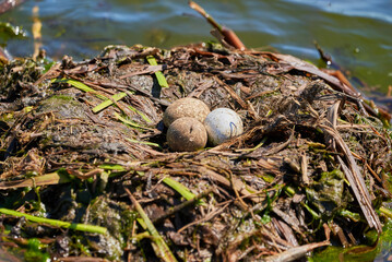 Great crested grebe eggs in the nest ( Podiceps cristatus ).