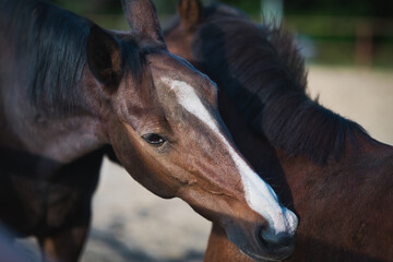 portrait of a horse