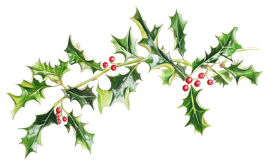 PNG Christmas holly frame illustration christmas botanical.