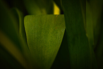 lily of the valley