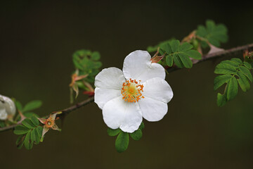 Wildrosenblüte an einem Zweig.