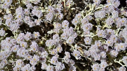 Cotton bush wildflowers in South Australian outback
