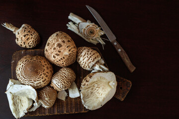 Flat lay of Macrolepiota procera, the parasol mushrooms, whole and sliced with a knife on a dark wooden board. Concept of cooking process, organic composition, rustic food styling. © Natallia