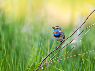 A male bluethroat bird with a blue breast sits on a green summer meadow and sings loudly