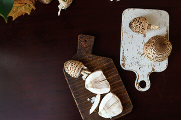 Macrolepiota procera, the parasol mushrooms, placed on white and brown boards among autumn leaves. Concept of seasonal harvest, natural food styling, rustic mood.