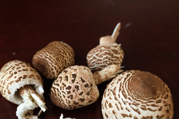 Several Macrolepiota procera, the parasol mushrooms, in different growth stages on a dark wooden surface. Concept of natural variety, organic food, forest harvest. © Natallia